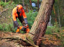 How Our Tree Care Process Works  in  Fobes Hill, WA
