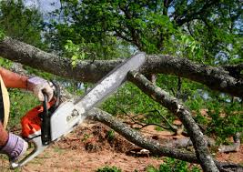 Best Firewood Processing and Delivery  in Fobes Hill, WA
