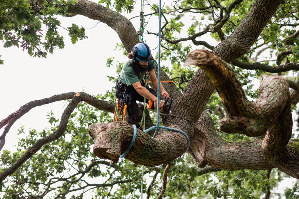 Best Palm Tree Trimming  in Fobes Hill, WA