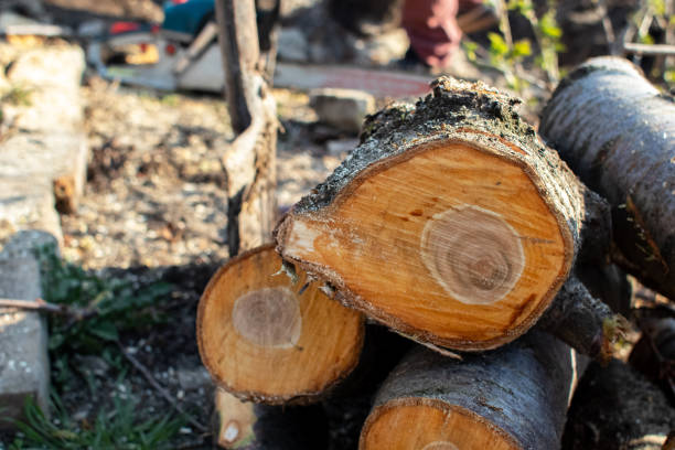 Best Emergency Tree Removal  in Fobes Hill, WA