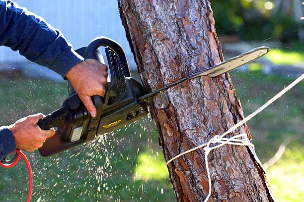 Best Root Management and Removal  in Fobes Hill, WA