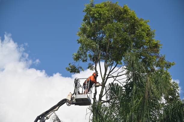 Best Tree Mulching  in Fobes Hill, WA