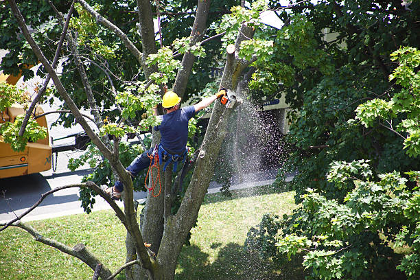 Best Seasonal Cleanup (Spring/Fall)  in Fobes Hill, WA