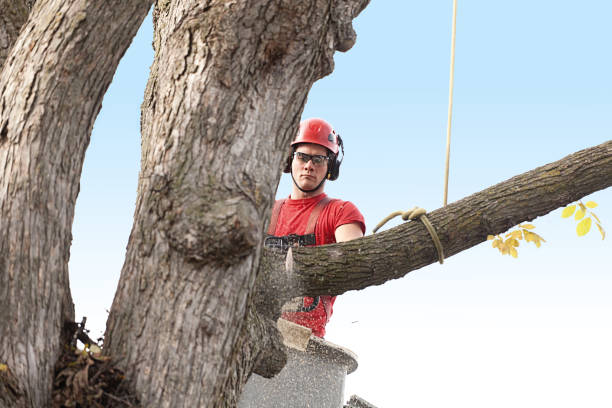 Best Storm Damage Tree Cleanup  in Fobes Hill, WA